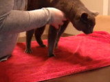 Comment immobiliser un chat agressif ou agité ?