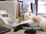Une entreprise japonaise incite ses salariés à adopter un chat