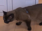 Visite d'un hôtel pour chiens et chats 4 étoiles