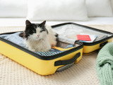 Un chat dans une valise