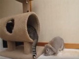 Quand un chat s'amuse avec un lapin