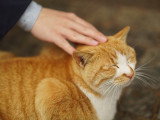 Une envie pressante de caresses...