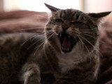 Chat et trouble du voisinage : vos droits et devoirs