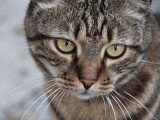 Un chat tigré avec un air triste