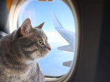 Un chat regardant par le hublot d'un avion