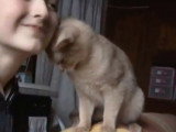 Un Abyssin très câlin