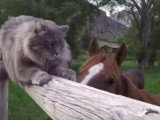 Un Maine Coon part en vacances