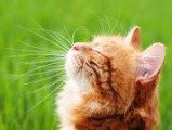 Un chat roux tigré assis dans l'herbe