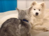 Un chiot Samoyède avec un chaton Maine Coon