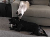 Un Ragdoll provoque un Staffordshire pour jouer