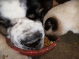 Un Saint-Bernard et un Siamois partagent la même gamelle