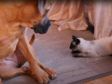 Un chaton Balinais joue avec un Boerboel