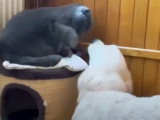 Un Golden Retrievier veut jouer avec un chat British Shorthair