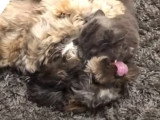 Partie de lutte acharnée entre un petit chien et un chat