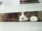Un chat gris et blanc regarde par la fenêtre