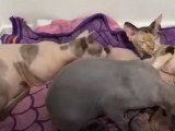 C'est l'heure de la tétée pour ces chatons Bambino et Sphynx