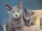 Ces chatons Bleu Russe adorent leur arbre à chat