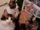 Des Bobtail des Kouriles très complices au sein de cette chatterie