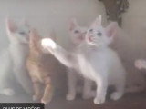 Moment de jeu pour ces Angora Turc