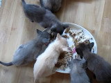 L'heure du repas a sonné pour ces chatons Burmese Americain