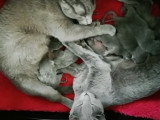 Grand moment de tendresse entre cette famille Bleu Russe