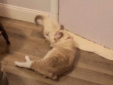 Un moment de jeu pour ces chatons Cymric