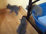 Une fratrie de Chartreux qui s'amuse
