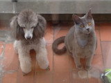 Un Chartreux et un Doodle sont très complice