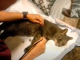 Un vétérinaire qui euthanasie un chat