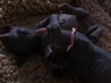 Une fratrie de chatons Donskoy en train de jouer