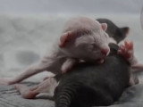 Une fratrie de chatons Elf-Cat en train de se tenir chaud