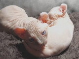 Des chatons Elf-Cat dorment ensemble