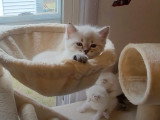 Une fratrie de chatons Cymric qui joue dans l'arbre à chat