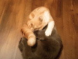 Des chats de race Exotic Fold et Scottish Fold qui se bagarrent