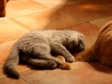 Un chaton Scottish Fold qui essaie de mordre la queue d'un de ses compères
