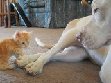 Un chaton roux taquine un Pitbull