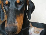 Un chat Européen et un Dobermann qui dorment ensemble