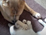Un Pitbull joue avec un Siamois