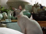 Un Sphynx indifférent aux appels de son maître