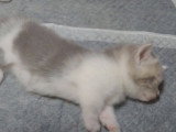 Des chatons Munchkin qui se taquinent