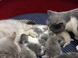 Une maman Munchkin déplace un de ses petits grâce à sa gueule