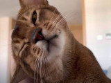 Un chat Abyssin qui aime les caresses