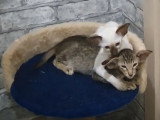 Un Oriental Shorthair et un Siamois se câlinent sur l'arbre à chat