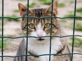 Un chat assis derrière un grillage
