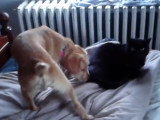 Un Schnug et un chat