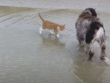 Un chat élevé parmi des chiens qui pense en être un