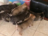 De jeunes Pitskys rencontrent un chat