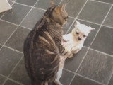 Un chat tente de s'accoupler avec un Chihuahua