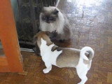 Ce French Bullnese joue avec un chat