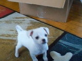 Un adorable petit Shi Chi